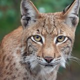 Les lynx sont très présents dans les Alpes suisses. KEYSTONE/DPA/SOEREN STACHE